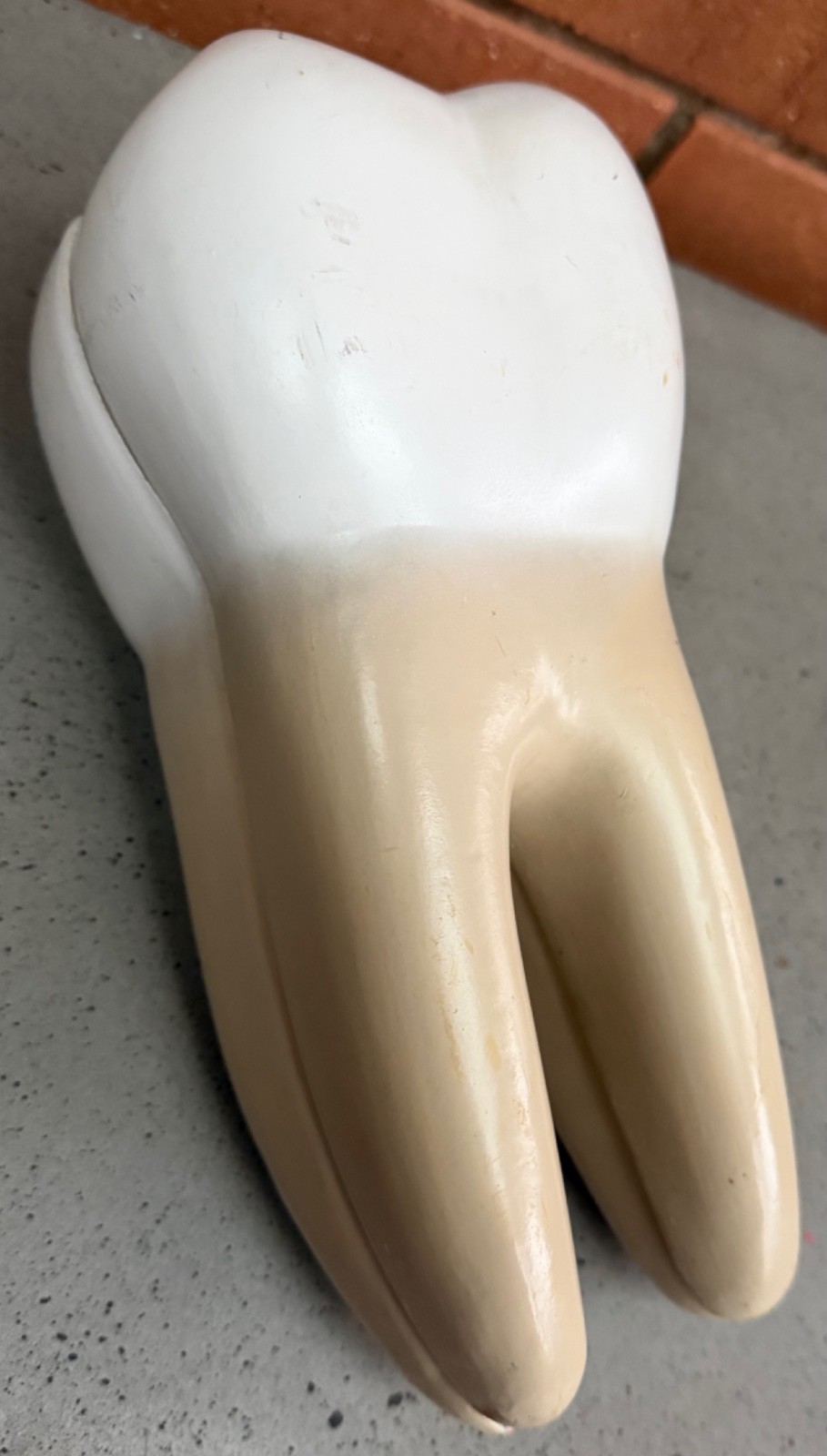 Vintage Education Resin Tooth Model Dental Human Body Bone Modern Cross-Section