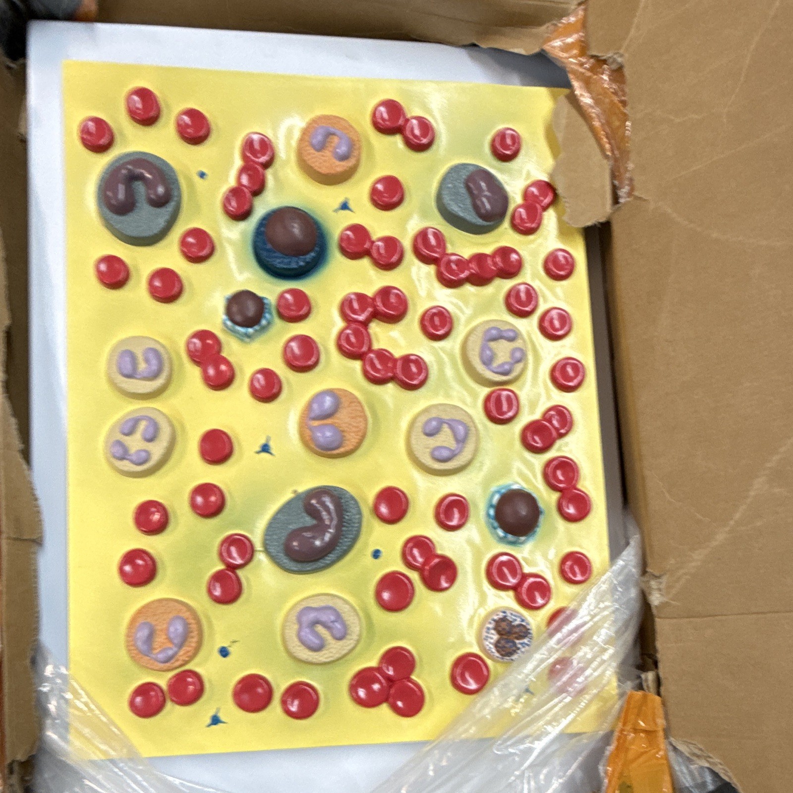 PNT-0421 Blood Cell Model Training Aid for Biological Laboratory Use