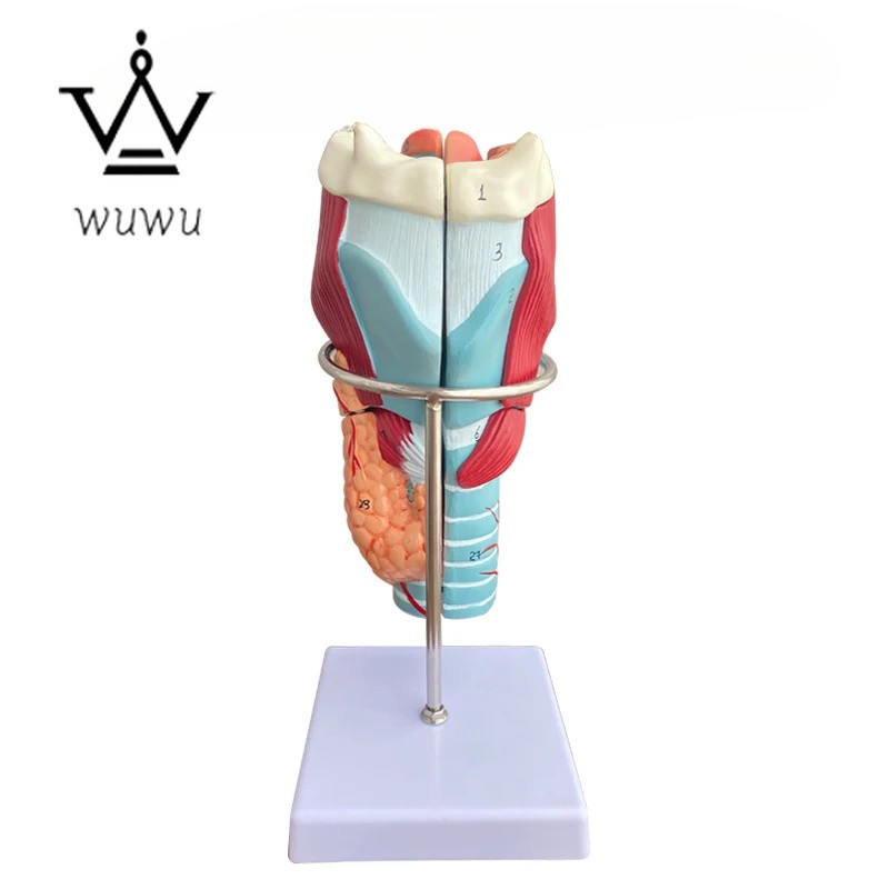 Laryngeal Anatomy Model 2X Enlarged Pharyngeal Model, Laryngeal Blood Vessels