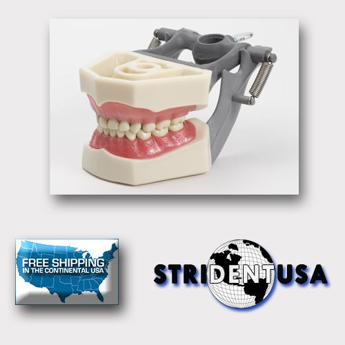 DENTAL TYPODONT PEDIATRIC 760 MODEL WITH REMOVABLE IVORINE TEETH